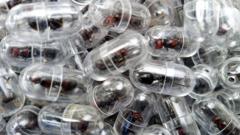 Chinese national arrested over attempt to smuggle 2,000 queen ants from Kenya